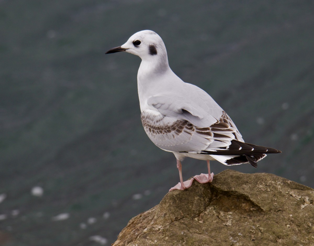 Bonaparte's Gull - ML610966441