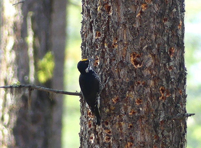 Black-backed Woodpecker - Patricia Jaquith