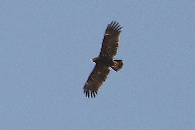 Greater Spotted Eagle - ML610966471