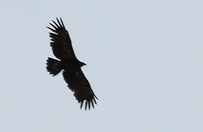 Greater Spotted Eagle - ML610966472
