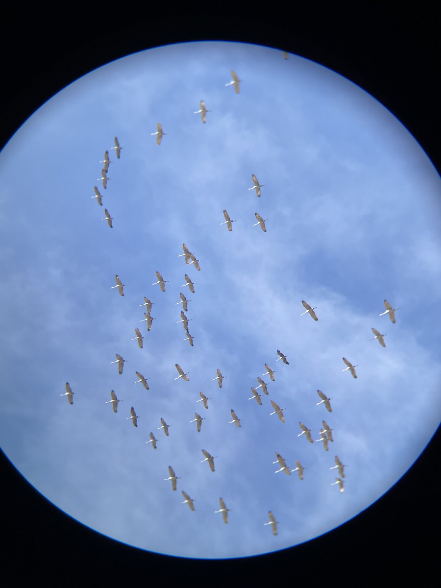 Sandhill Crane - ML610966494