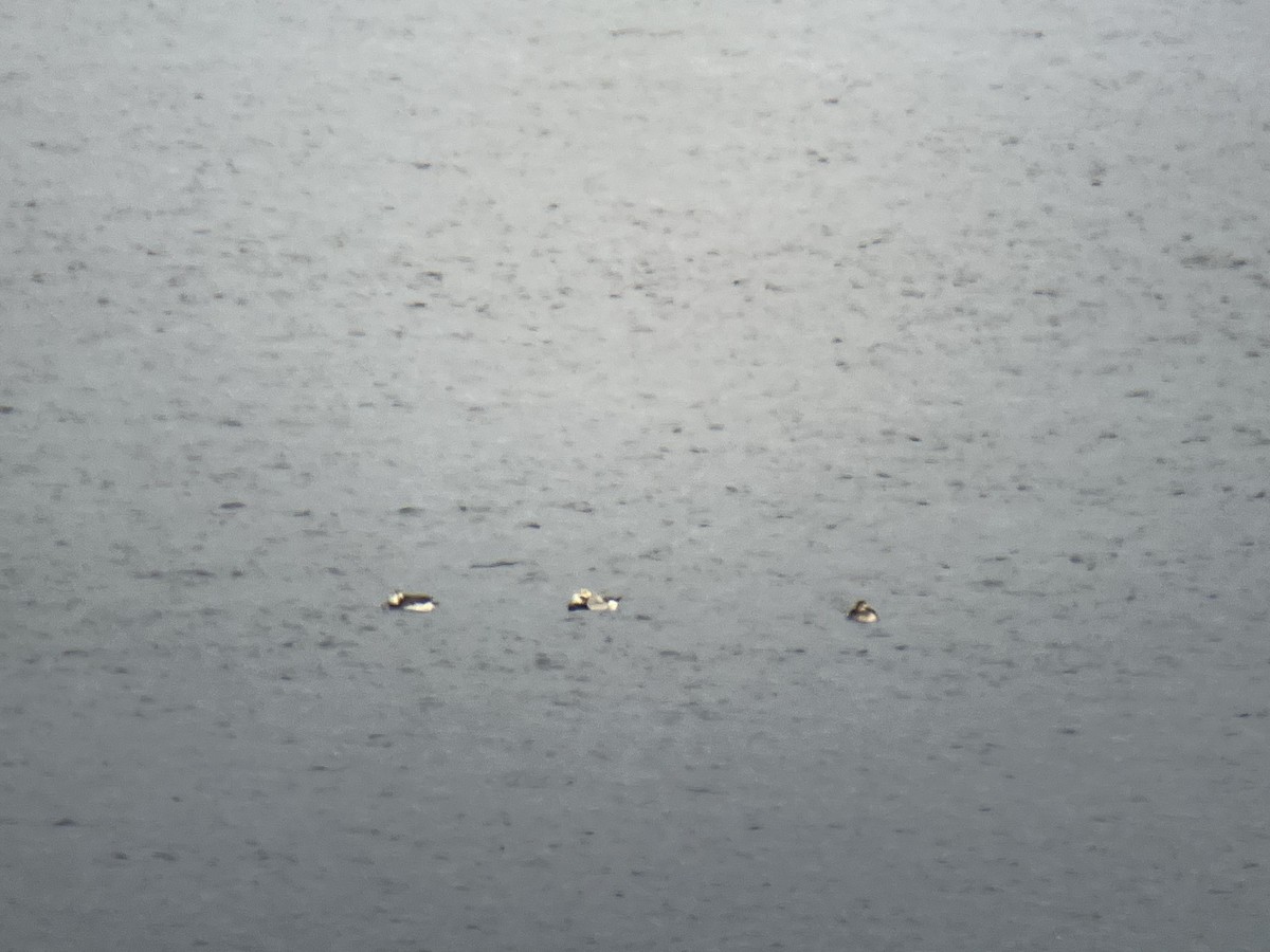 Long-tailed Duck - ML610966544