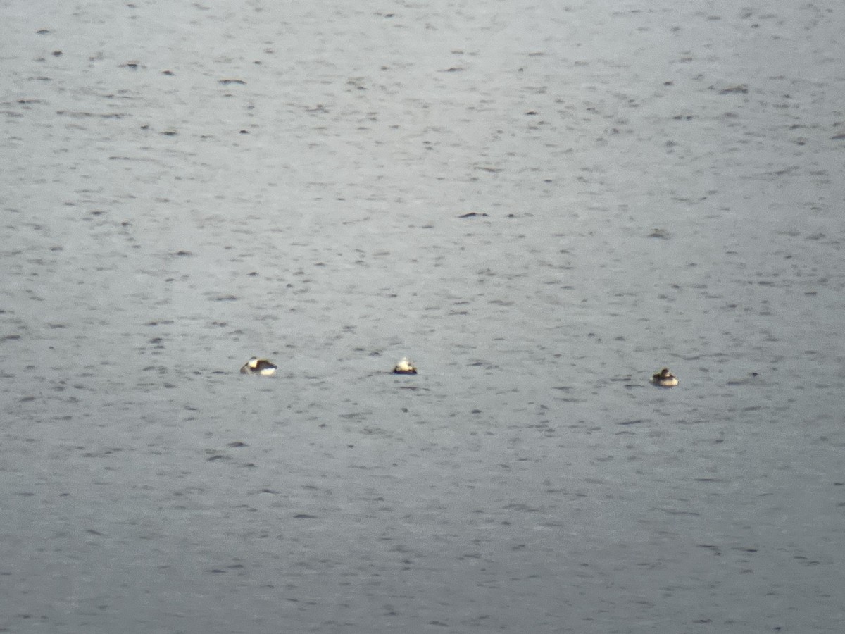 Long-tailed Duck - ML610966545