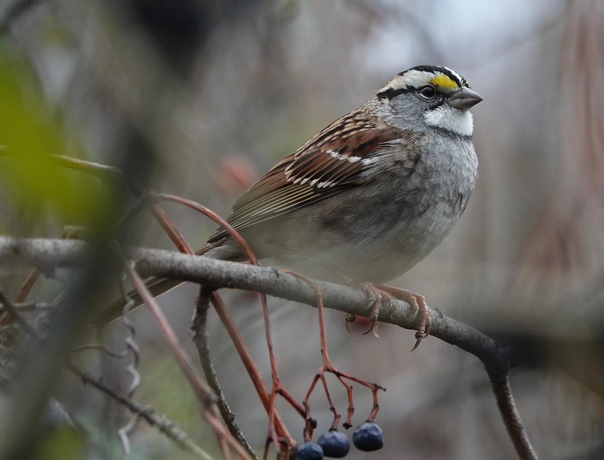 White-throated Sparrow - ML610966644