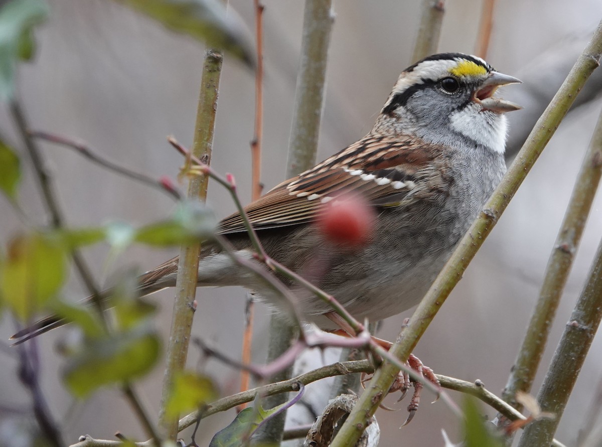 White-throated Sparrow - ML610966648