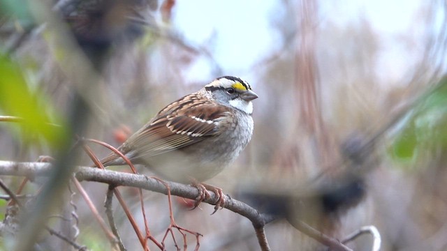 White-throated Sparrow - ML610966690