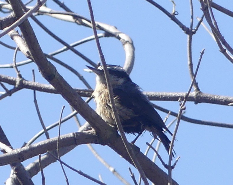 Red-breasted Nuthatch - ML610966751