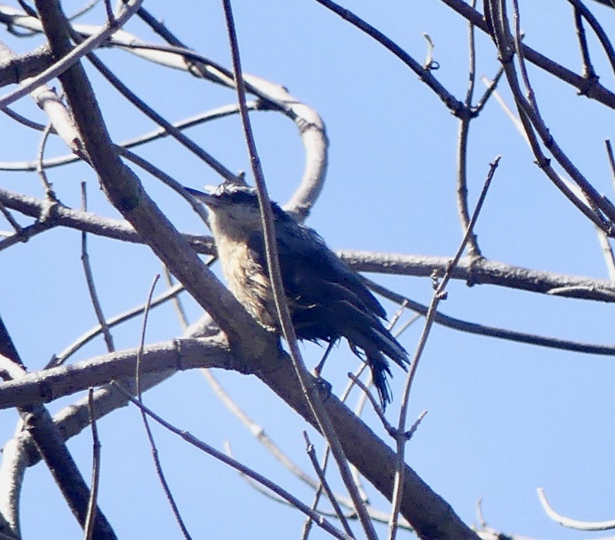 Red-breasted Nuthatch - ML610966755