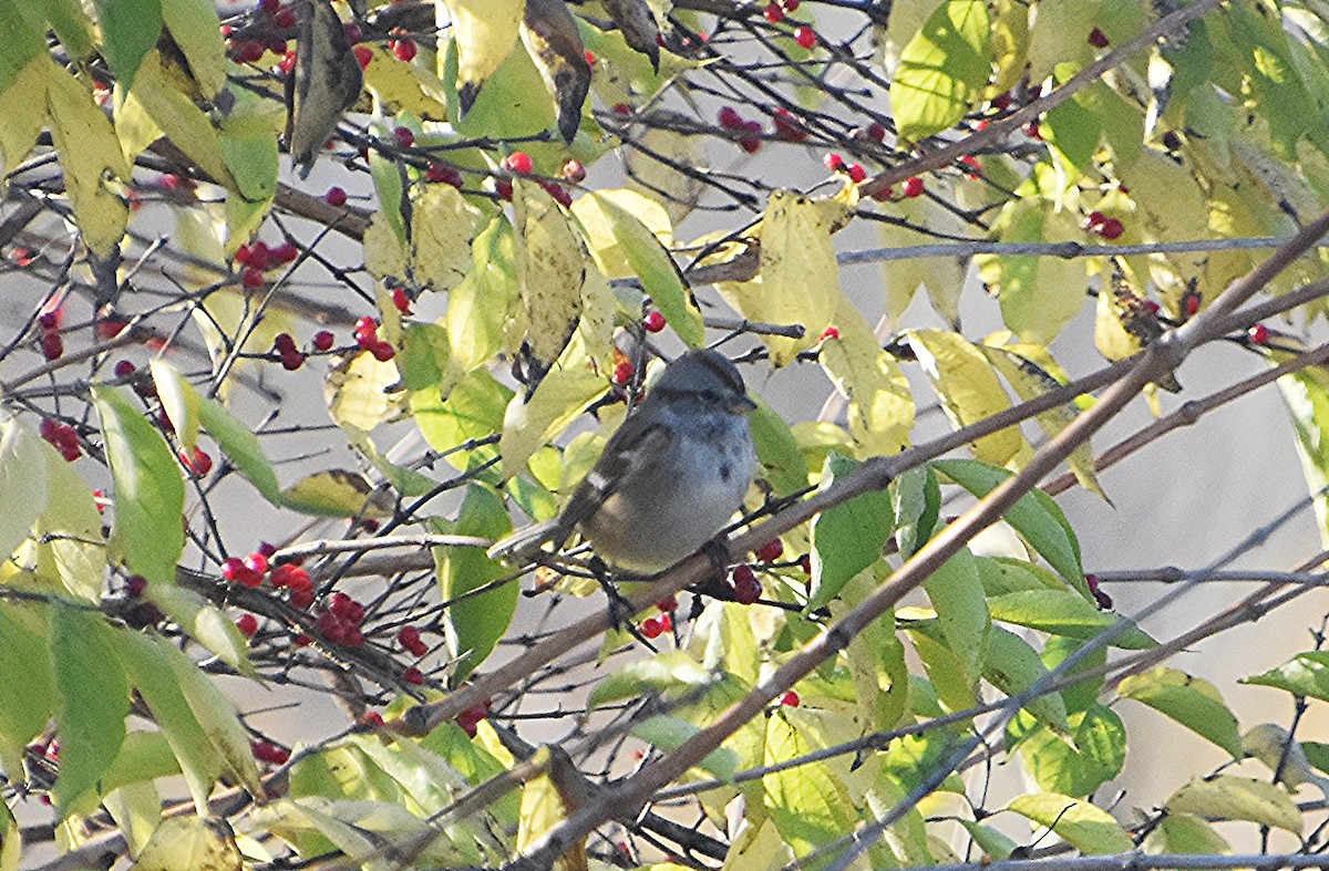 American Tree Sparrow - ML610966764