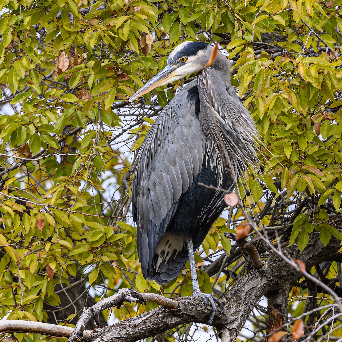 Great Blue Heron - ML610966821