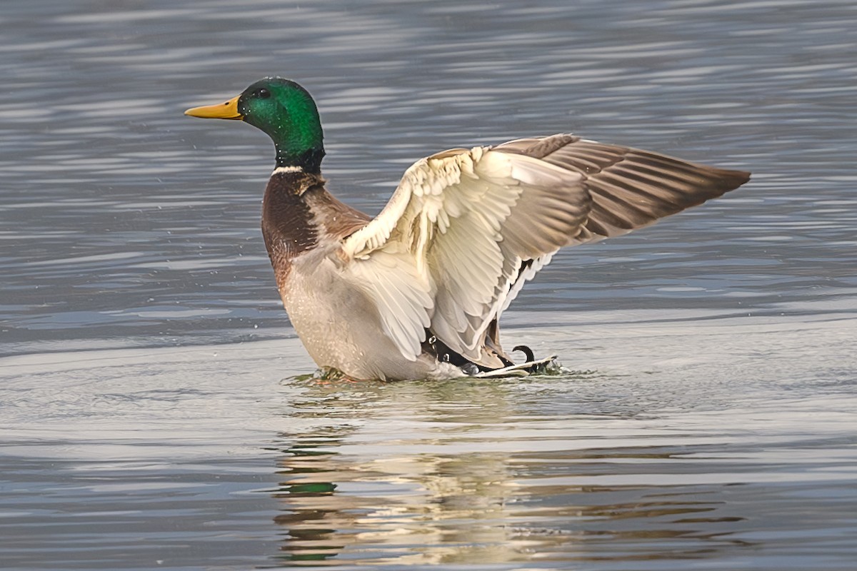 Mallard - ML610966847