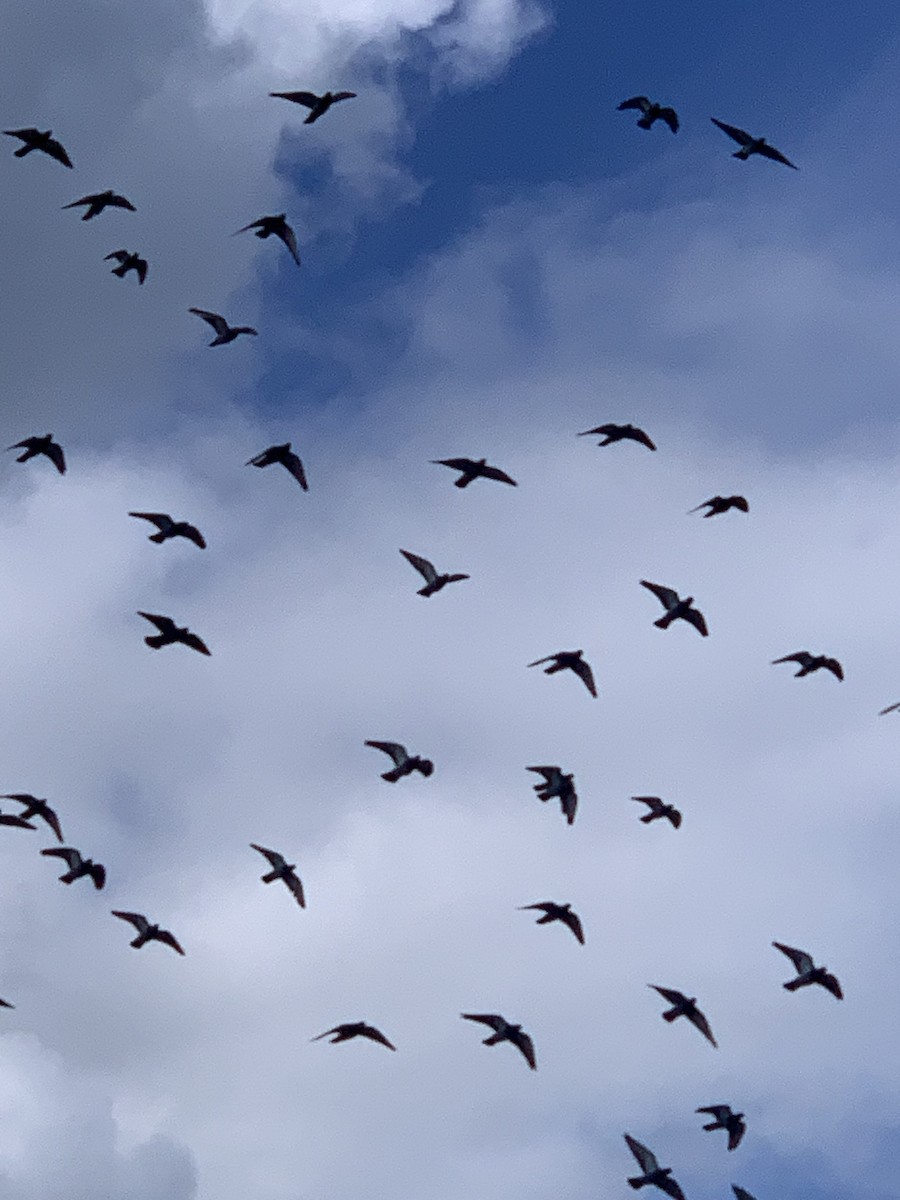 Rock Pigeon (Feral Pigeon) - ML610966931