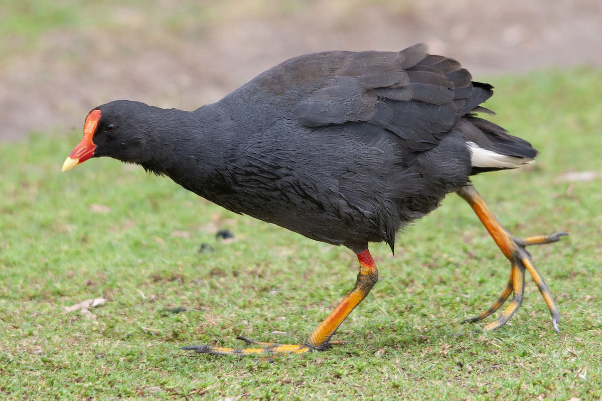 Dusky Moorhen - ML610967018