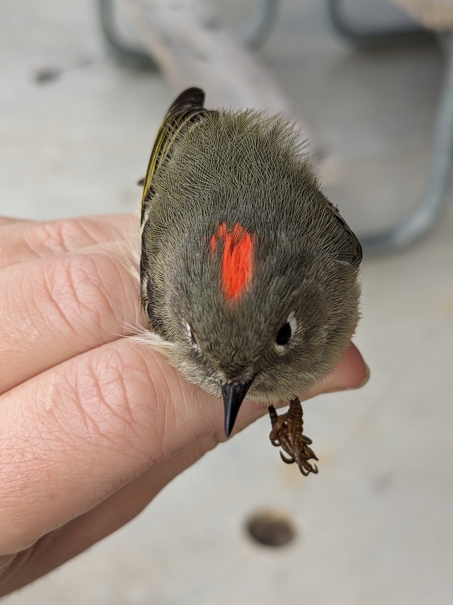 Ruby-crowned Kinglet - ML610967024