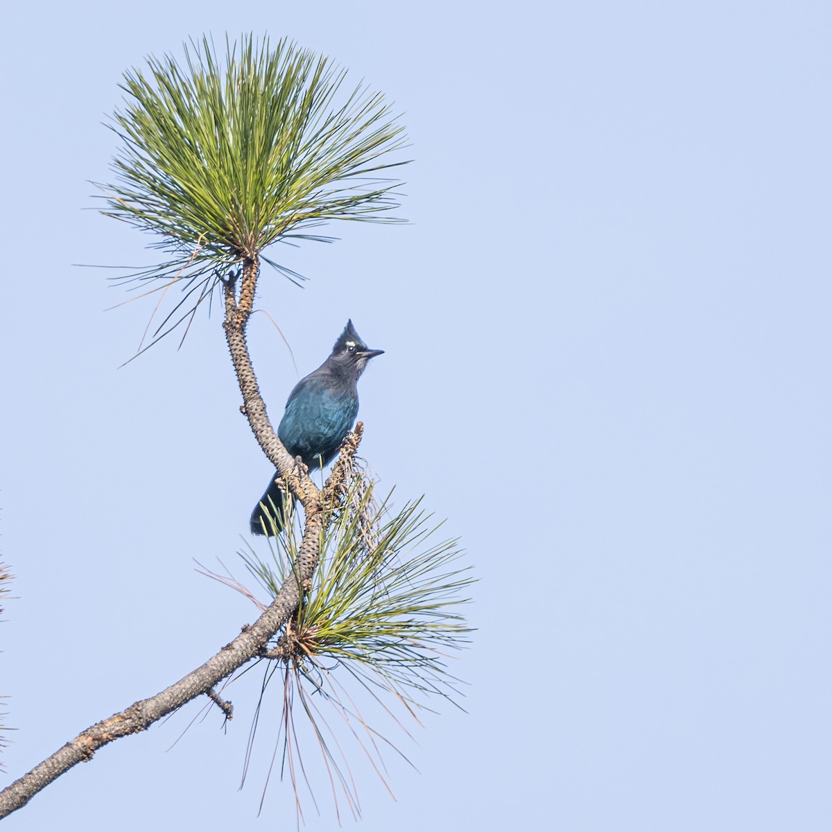 Steller's Jay - Bruce Kennedy