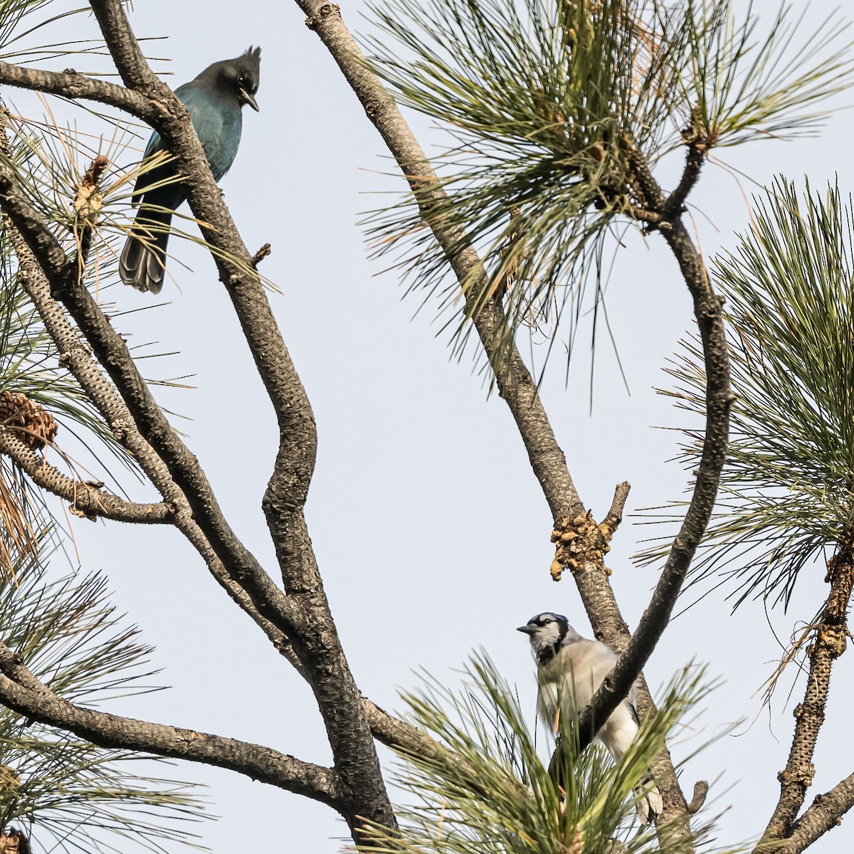 Steller's Jay - ML610967052