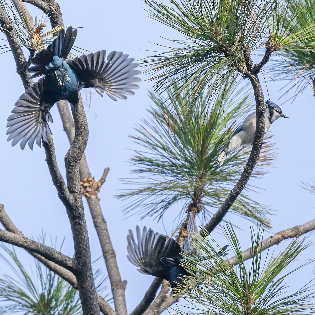 Blue Jay - Bruce Kennedy