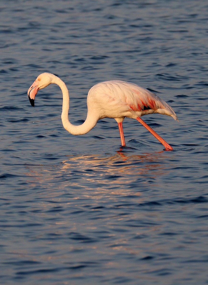 Greater Flamingo - ML610967123