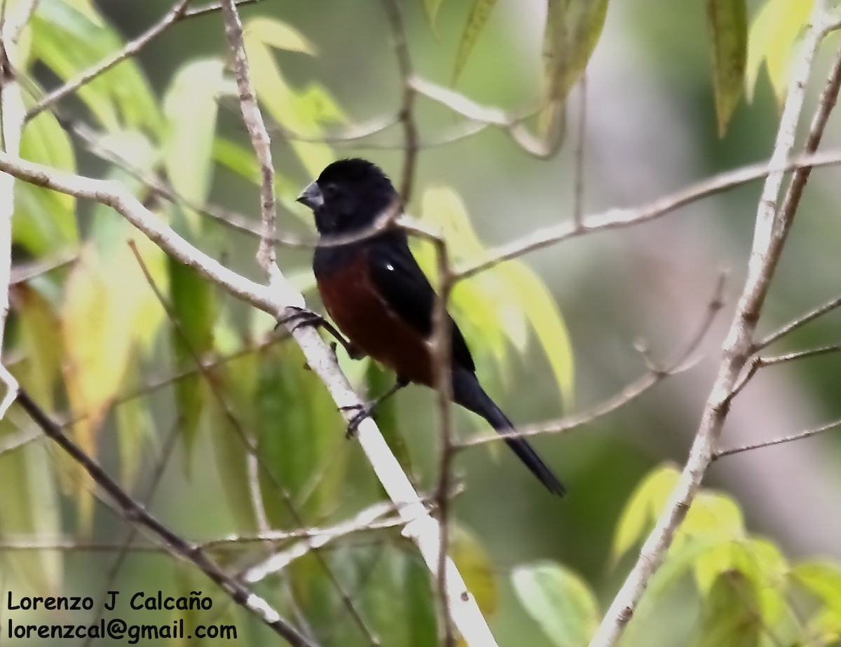 Chestnut-bellied Seed-Finch - ML610967146