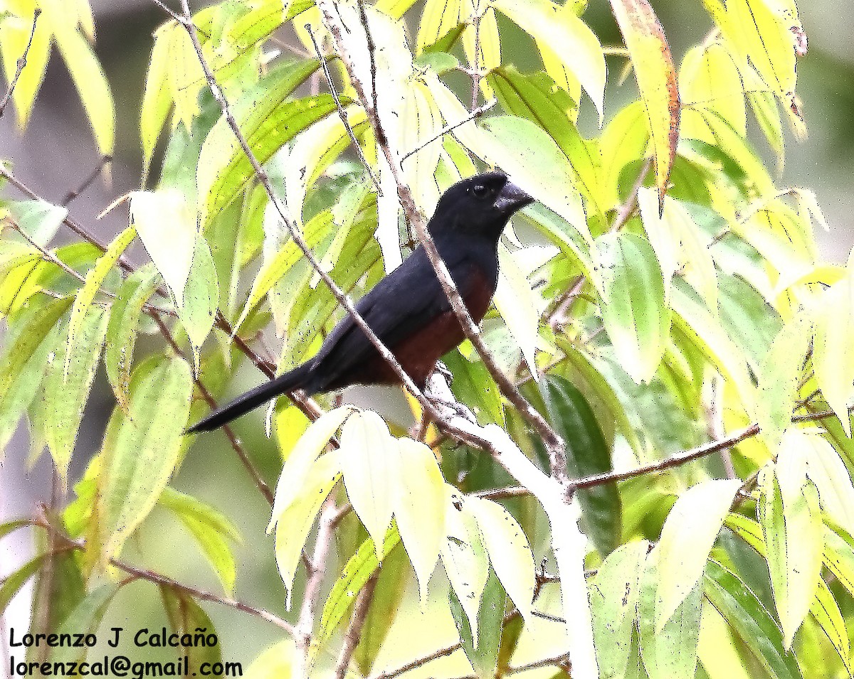 Chestnut-bellied Seed-Finch - ML610967161