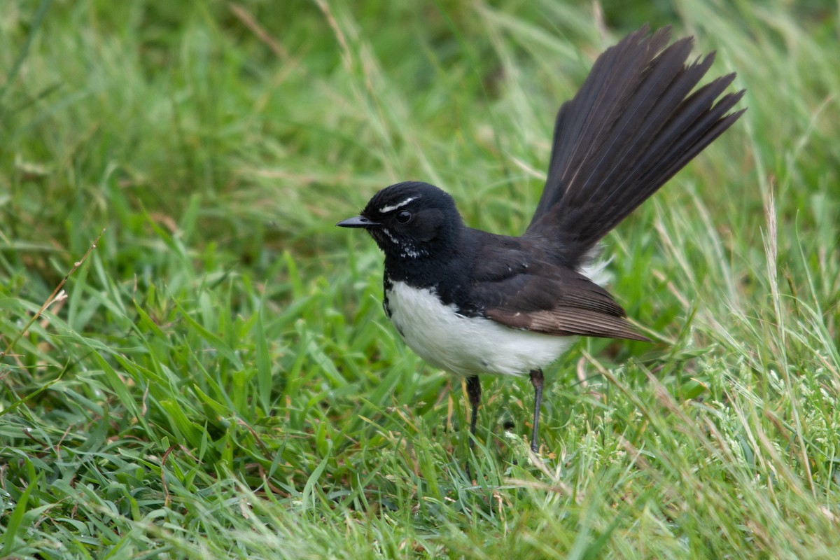 Willie-wagtail - ML610967166