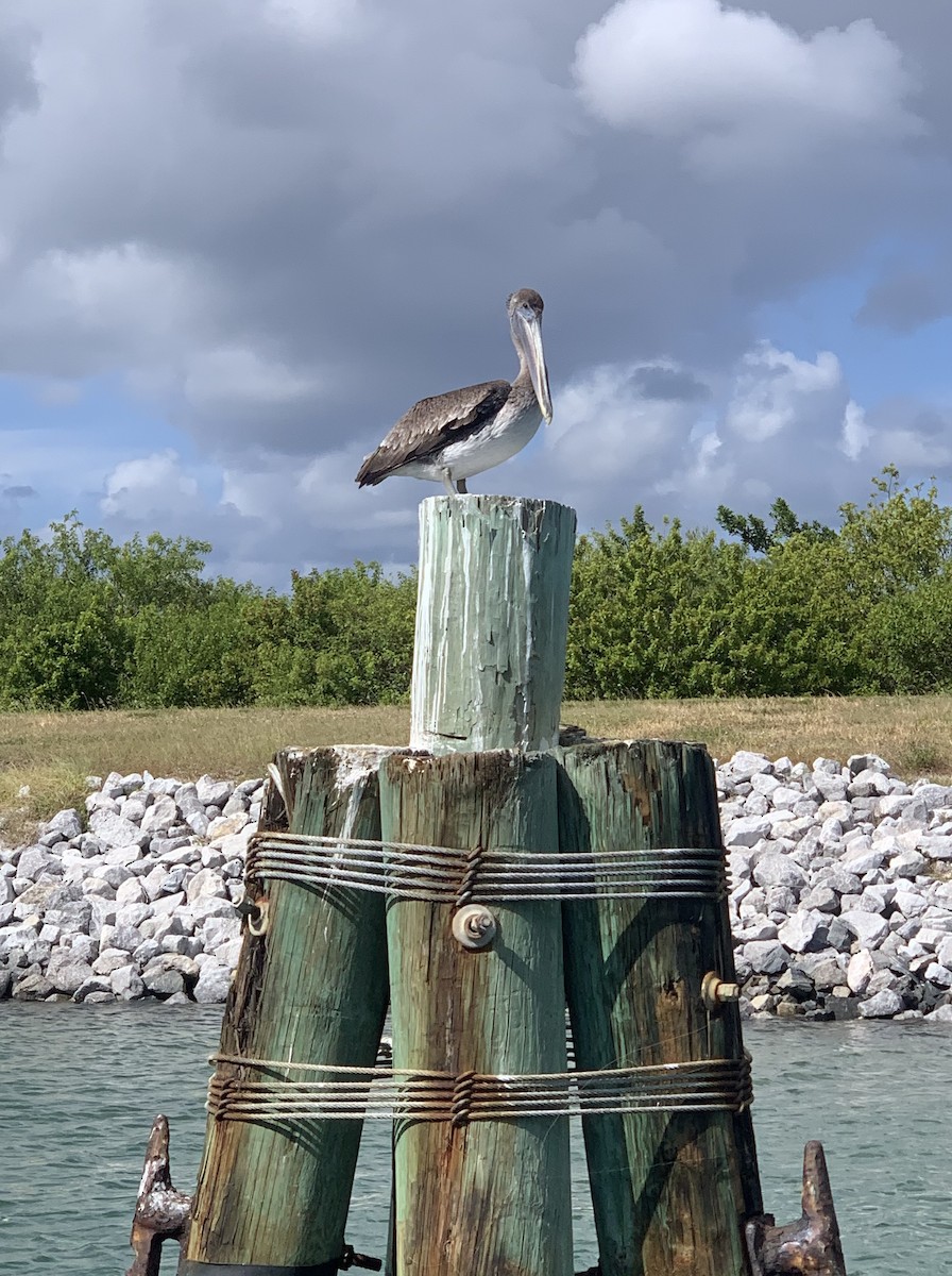 Brown Pelican - angelique mori