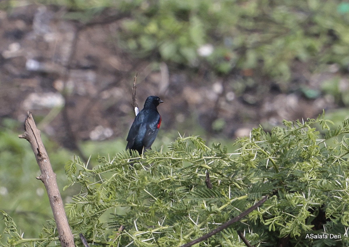 Red-shouldered Cuckooshrike - ML610967406