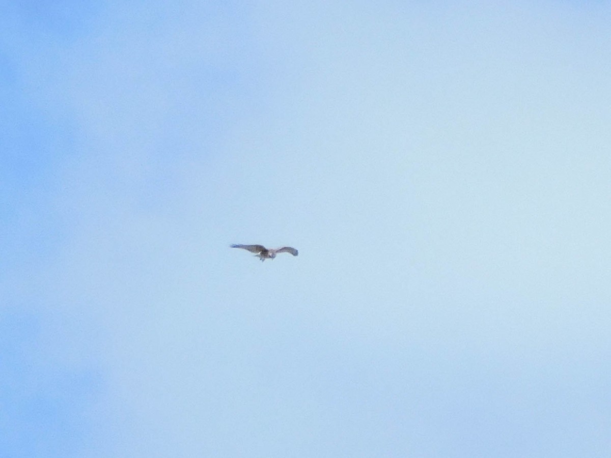 Variable Hawk - ML610967431