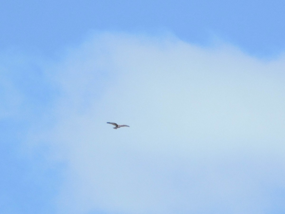 Variable Hawk - ML610967432