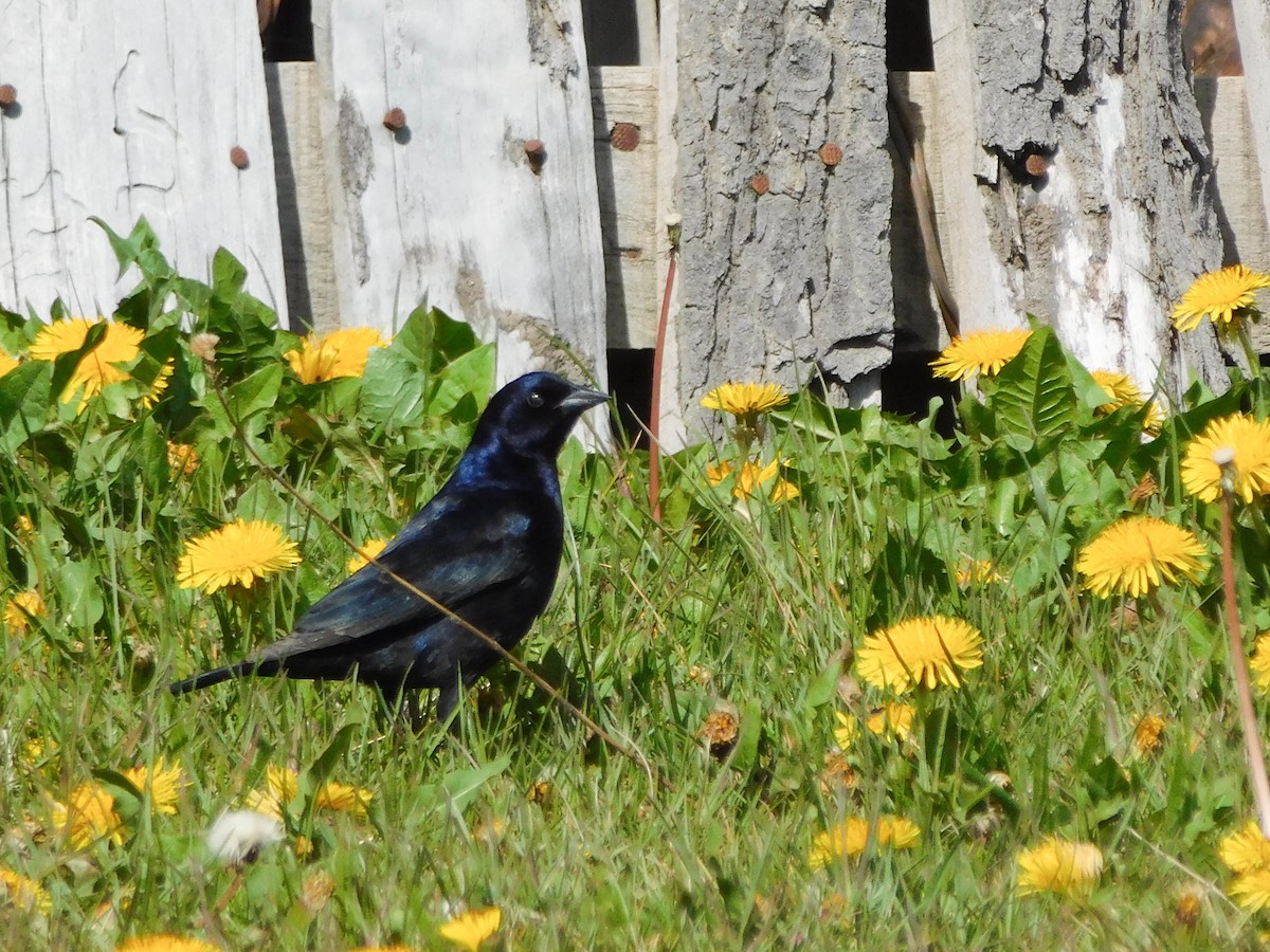 Shiny Cowbird - Sebastián Alvarado | Southern Patagonia tours