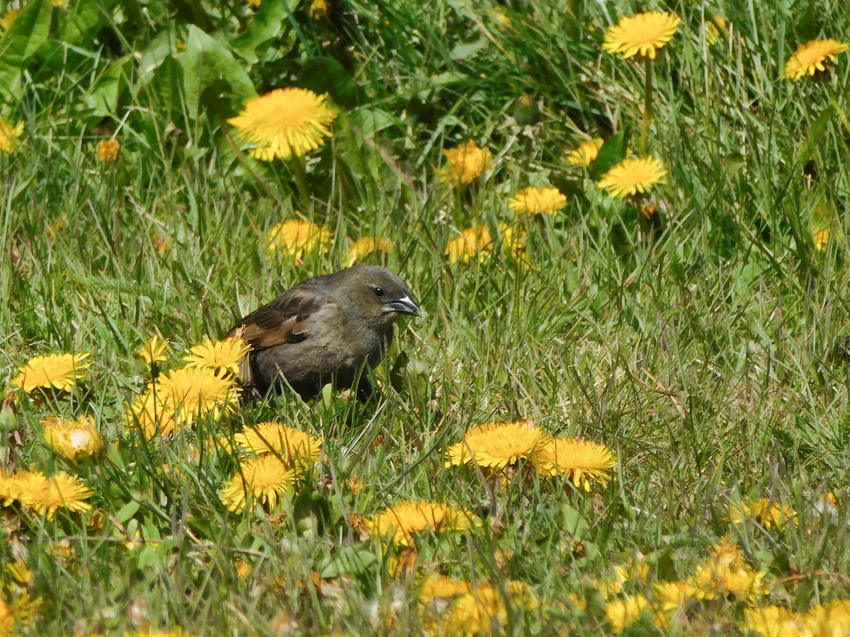 Shiny Cowbird - ML610967453