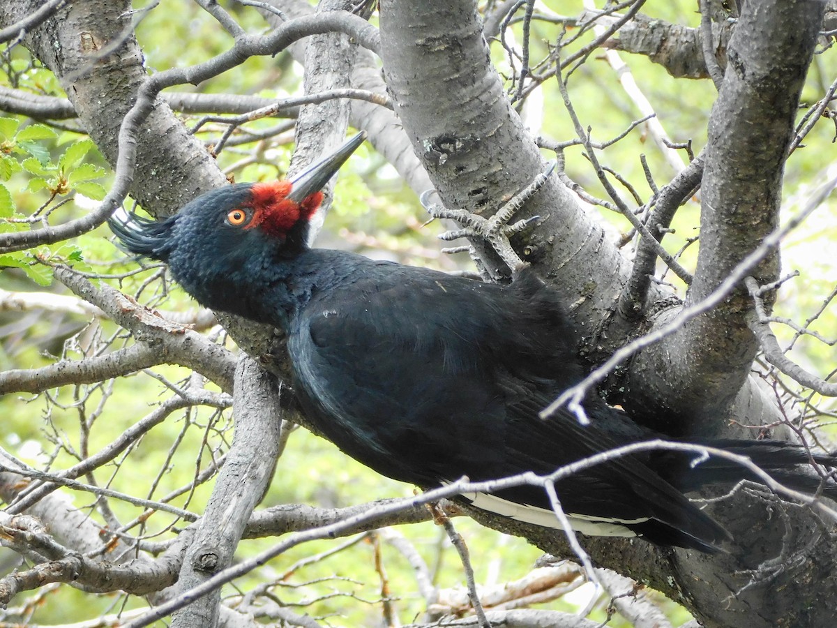 Magellanic Woodpecker - Sebastián Alvarado | Southern Patagonia tours