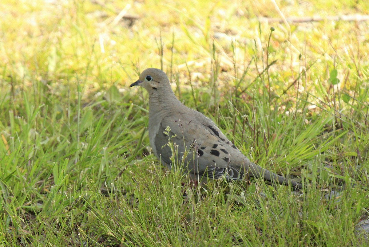 Mourning Dove - ML610967484