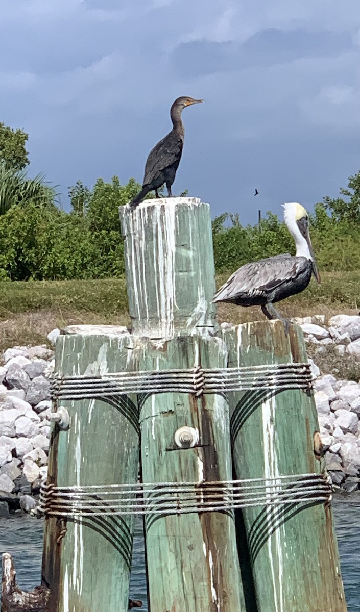 Double-crested Cormorant - angelique mori