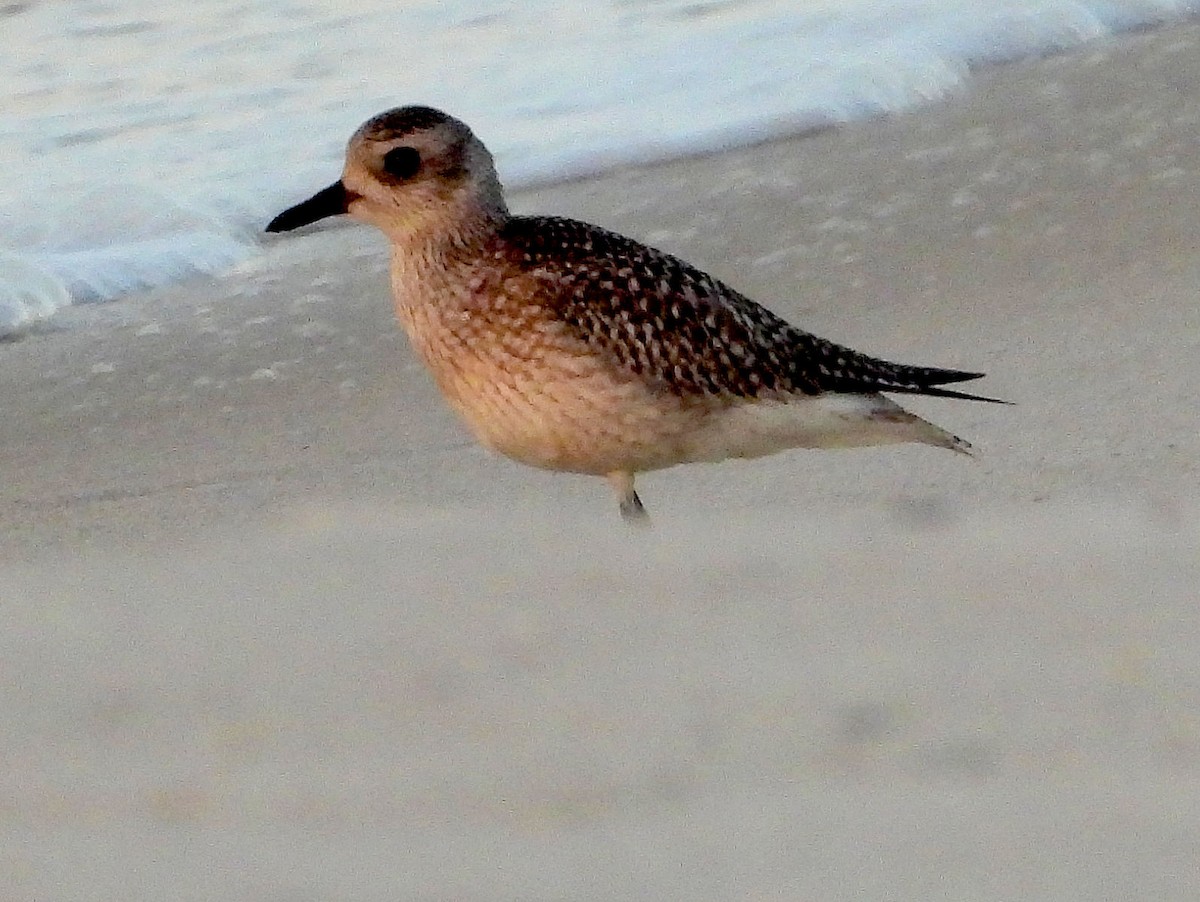 Black-bellied Plover - Joseph McDonald