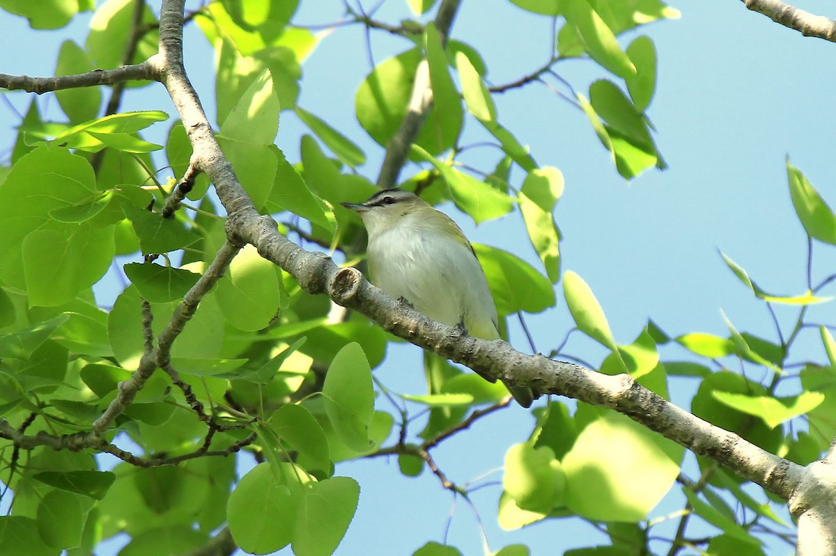 Red-eyed Vireo - ML610967737