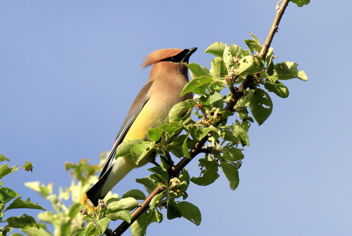 Cedar Waxwing - ML610967750