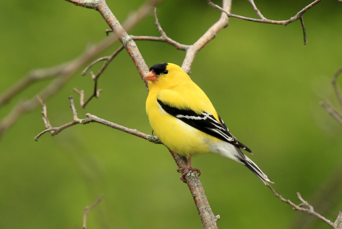 American Goldfinch - ML610967757