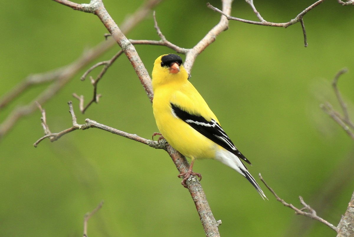 American Goldfinch - ML610967758