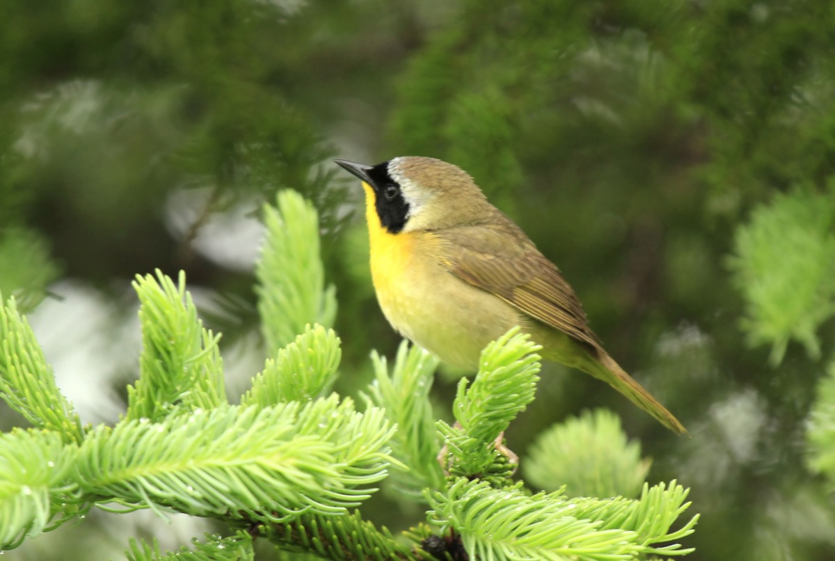 Common Yellowthroat - ML610967768