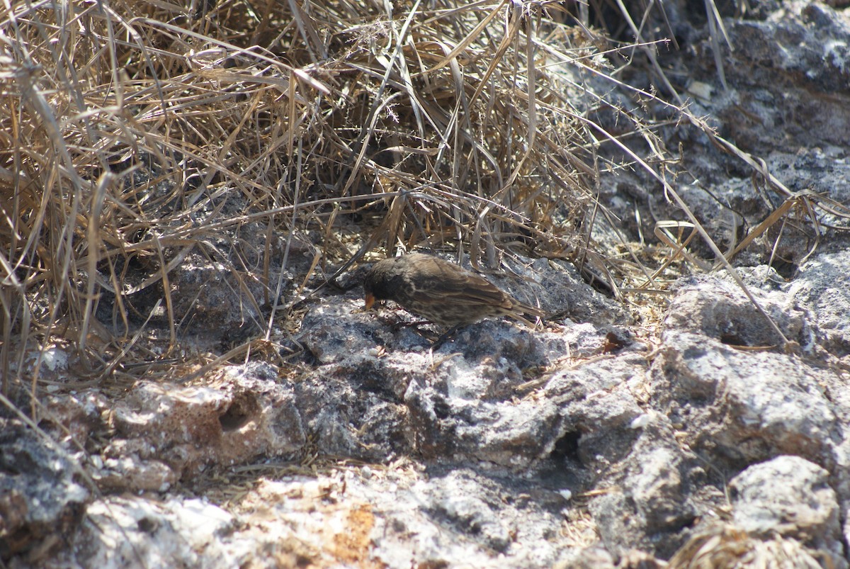 Genovesa Ground-Finch - Geoff Carpentier