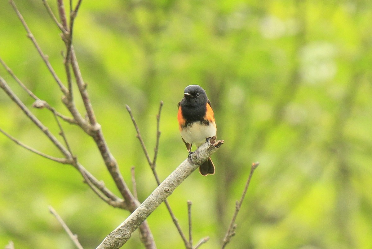 American Redstart - ML610967793