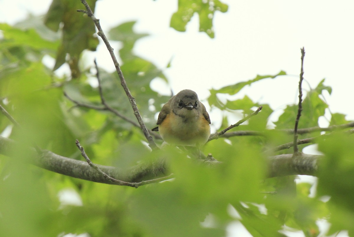 American Redstart - ML610967794