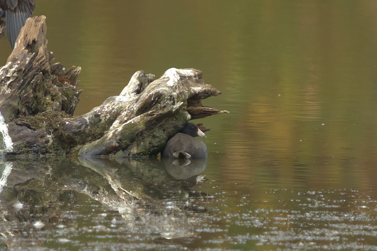 American Coot - ML610967827