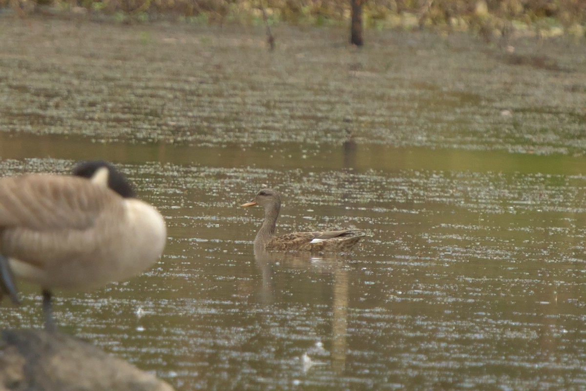 Gadwall - ML610967828