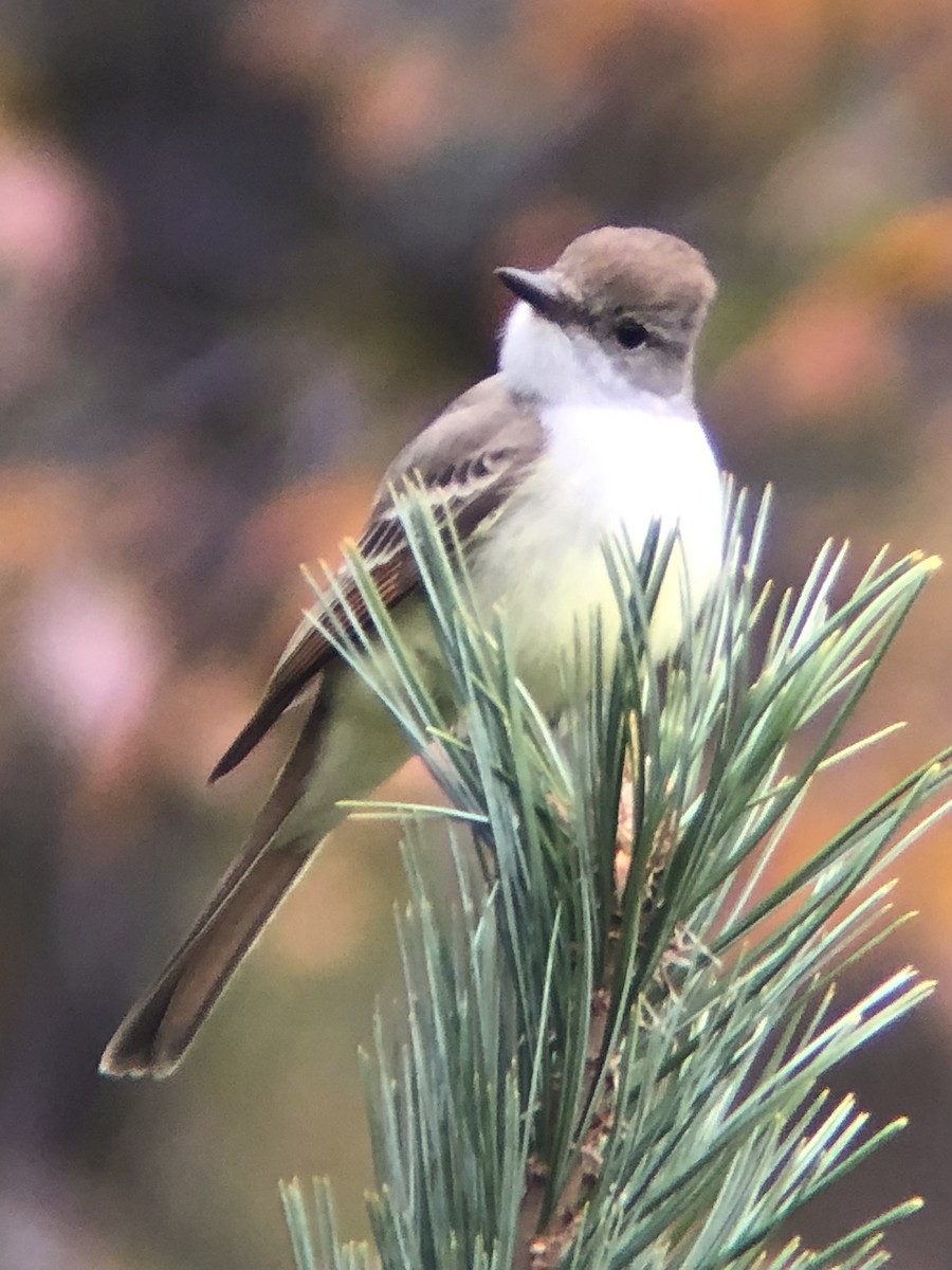 Ash-throated Flycatcher - Casey Ferio