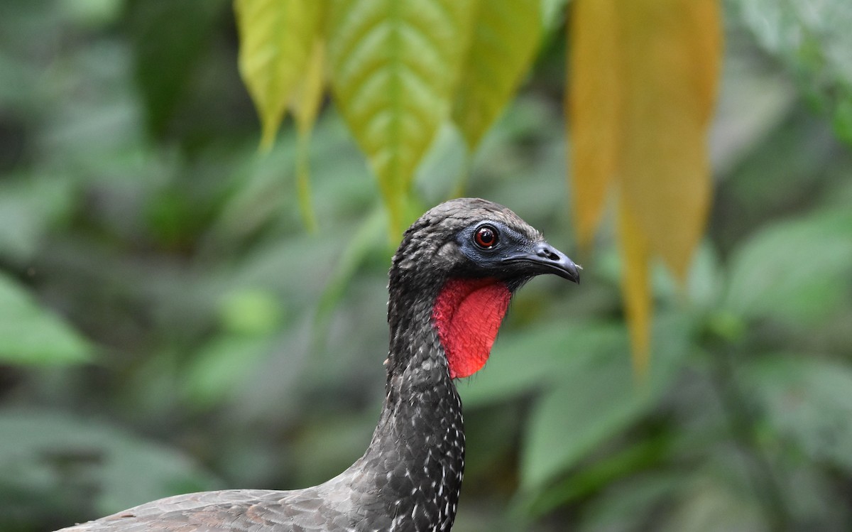 Crested Guan - alex bell