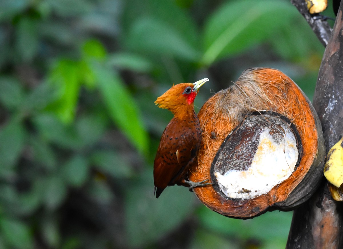 Chestnut-colored Woodpecker - alex bell