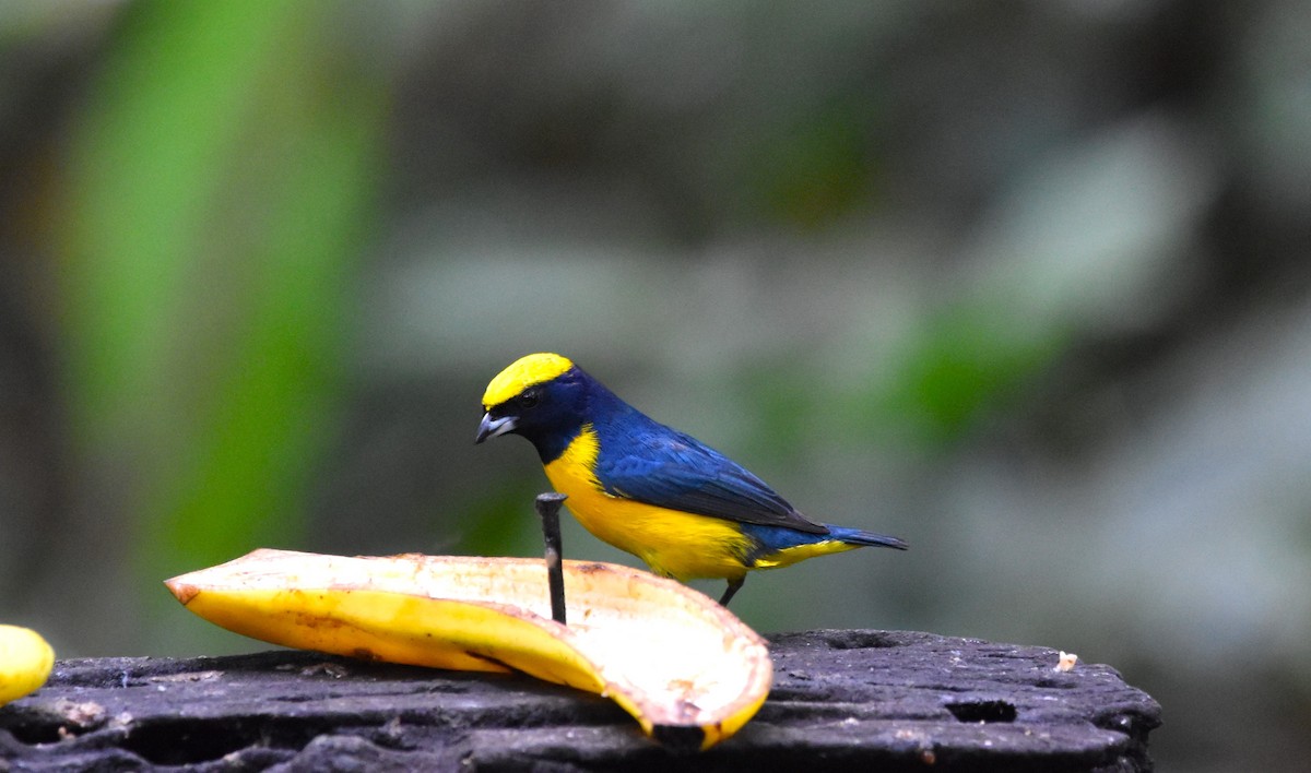 Yellow-crowned Euphonia - alex bell