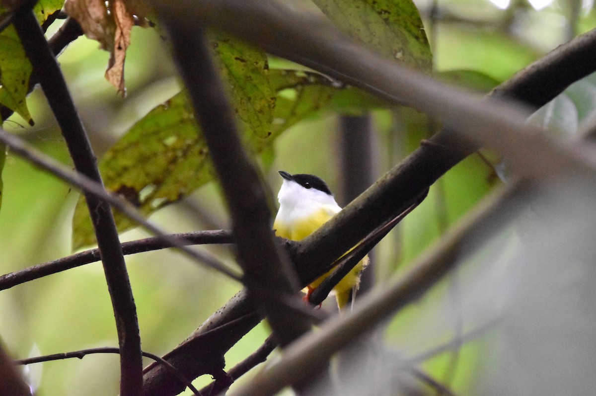 White-collared Manakin - alex bell